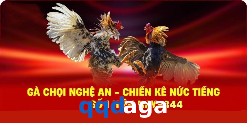 Gà Chọi Nghệ An – Chiến Kê Nức Tiếng Số 1 Hiện Nay